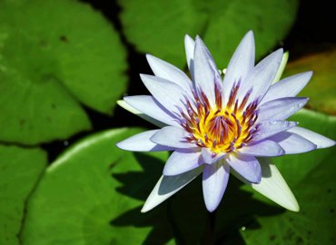 yet-another-flower-1399208.jpg